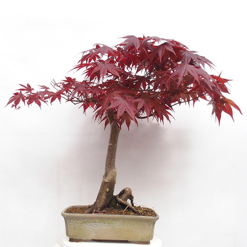 Outdoor bonsai - Acer palmatum Atropurpureum - Red palm maple