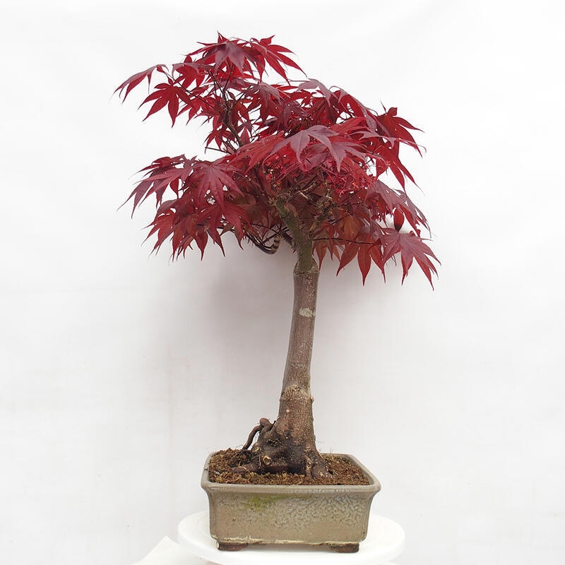 Outdoor bonsai - Acer palmatum Atropurpureum - Red palm maple