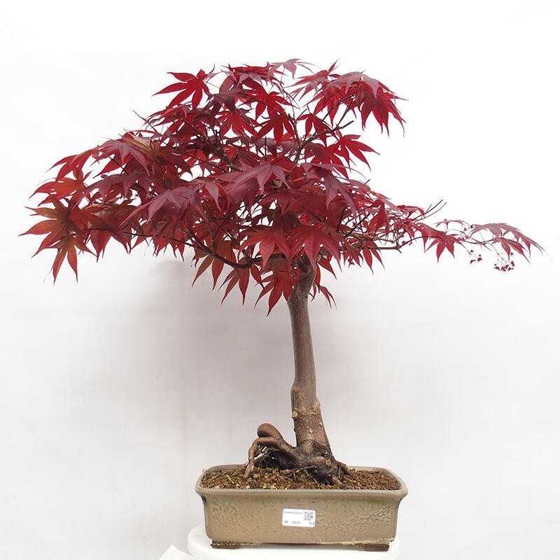 Outdoor bonsai - Acer palmatum Atropurpureum - Red palm maple