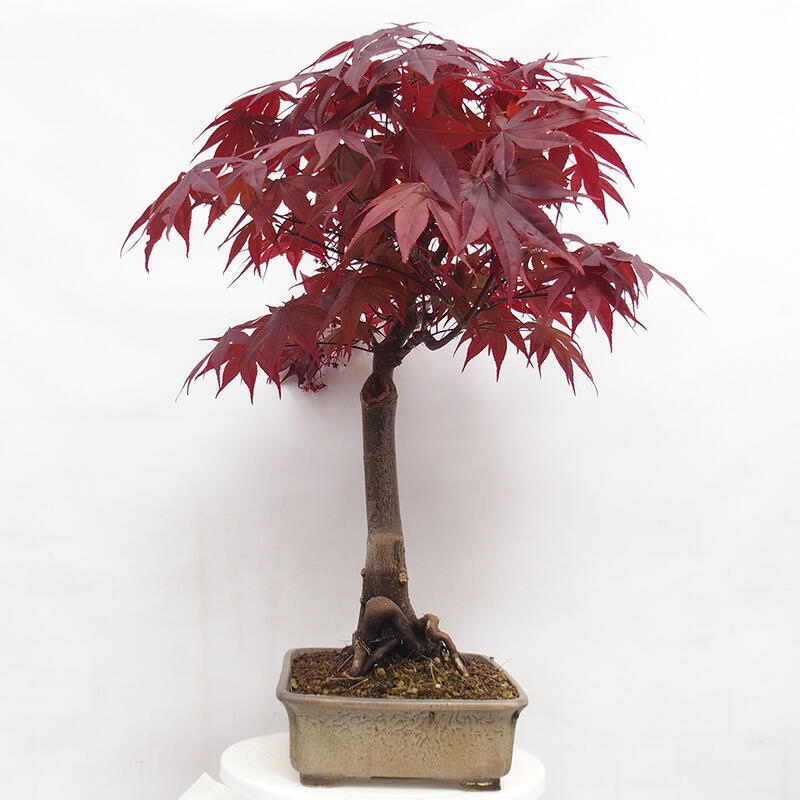 Outdoor bonsai - Acer palmatum Atropurpureum - Red palm maple