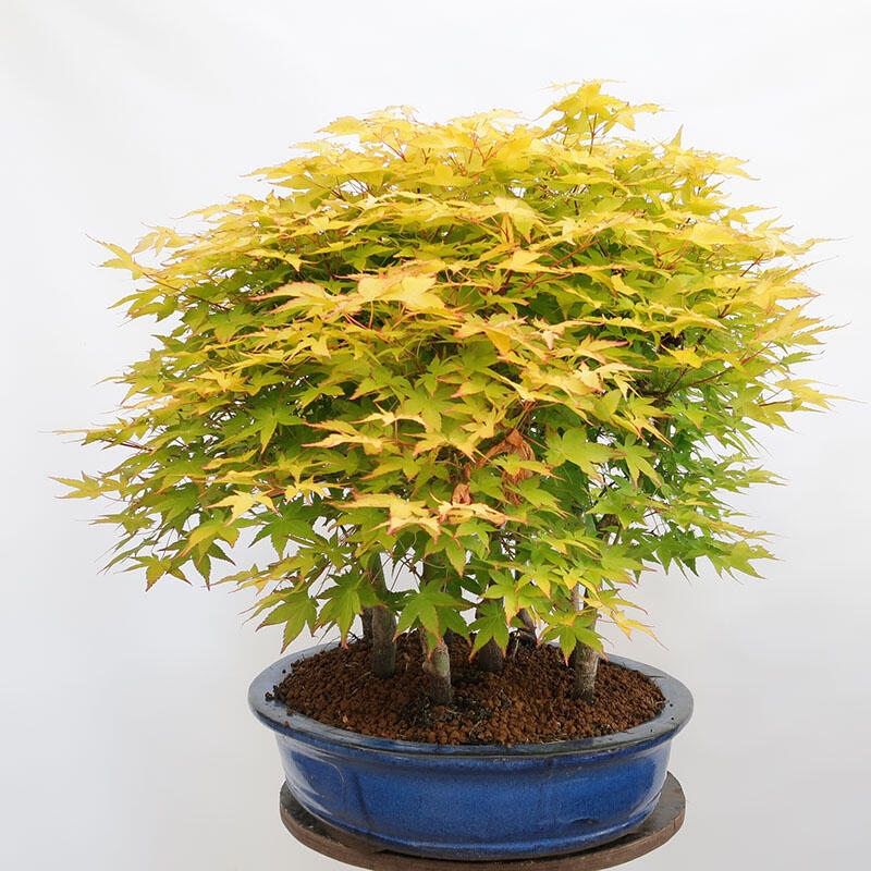 Outdoor bonsai - Acer palmatum Aureum - Palm-leaved golden-forest maple