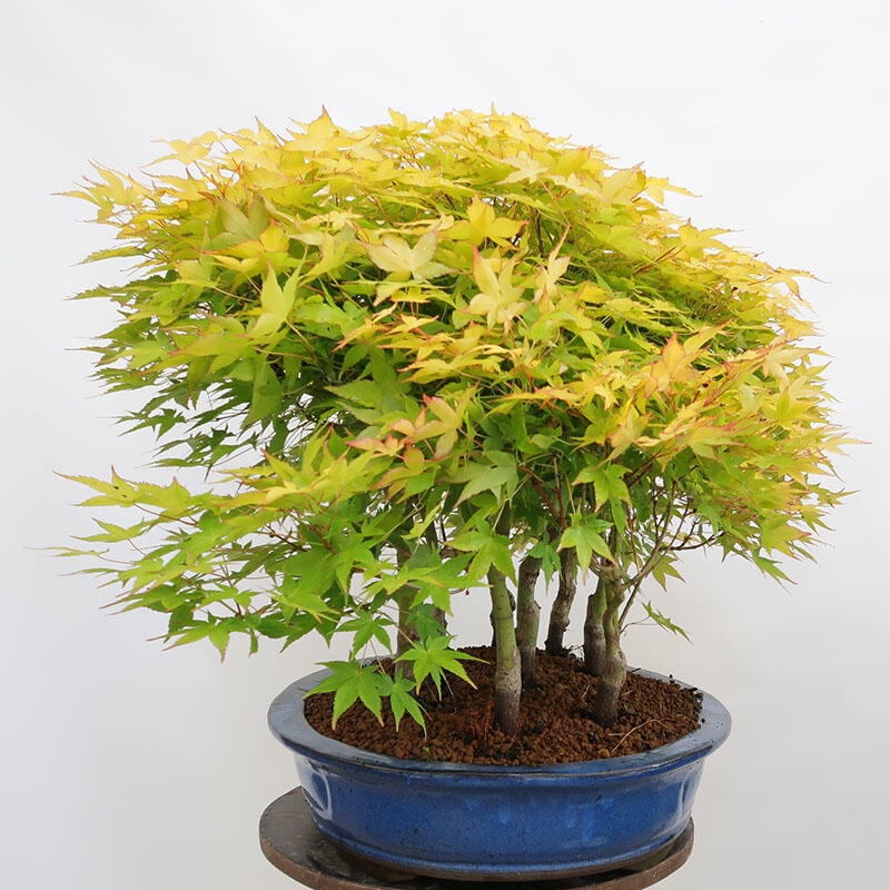 Outdoor bonsai - Acer palmatum Aureum - Palm-leaved golden-forest maple