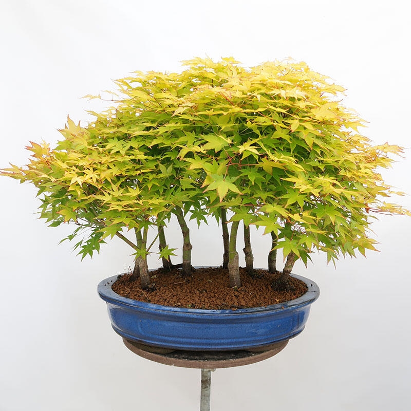 Outdoor bonsai - Acer palmatum Aureum - Palm-leaved golden-forest maple