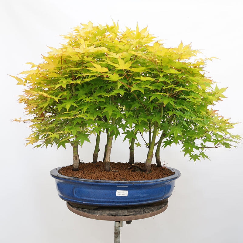 Outdoor bonsai - Acer palmatum Aureum - Palm-leaved golden-forest maple