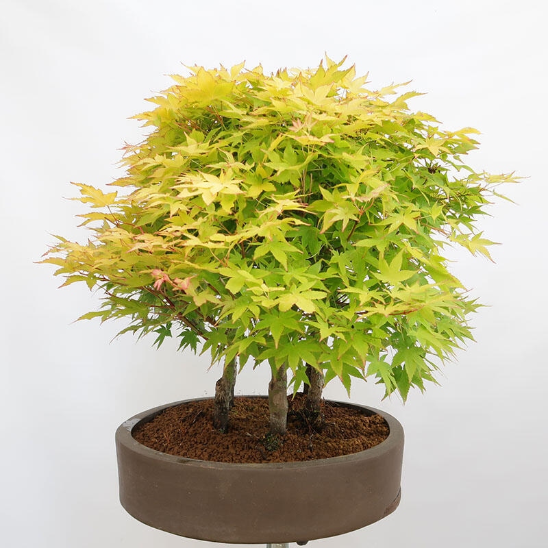 Outdoor bonsai - Acer palmatum Aureum - Palm-leaved golden-forest maple