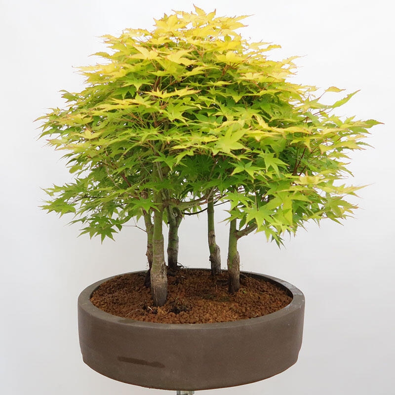 Outdoor bonsai - Acer palmatum Aureum - Palm-leaved golden-forest maple