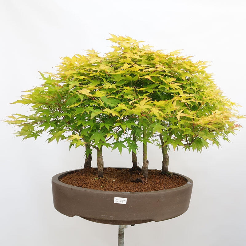 Outdoor bonsai - Acer palmatum Aureum - Palm-leaved golden-forest maple