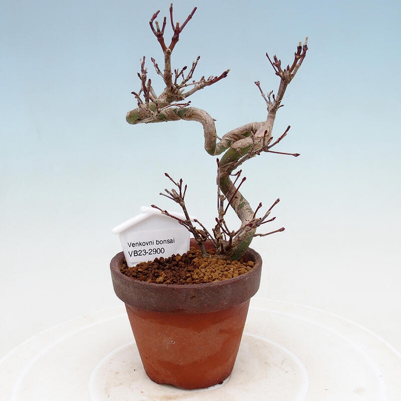 Outdoor bonsai Acer palmatum - Maple palm