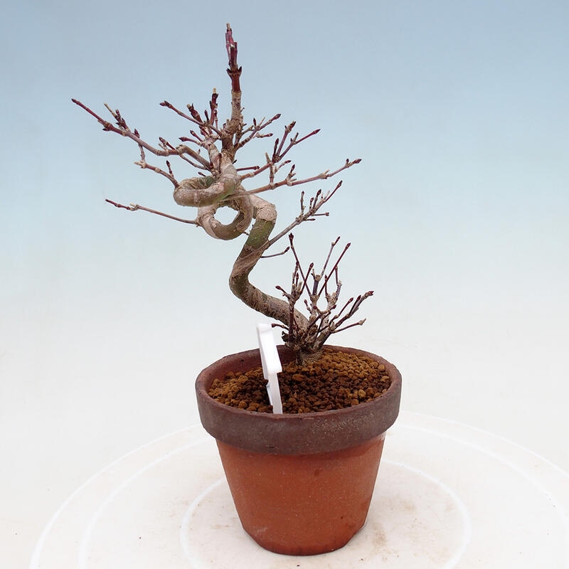 Outdoor bonsai Acer palmatum - Maple palm