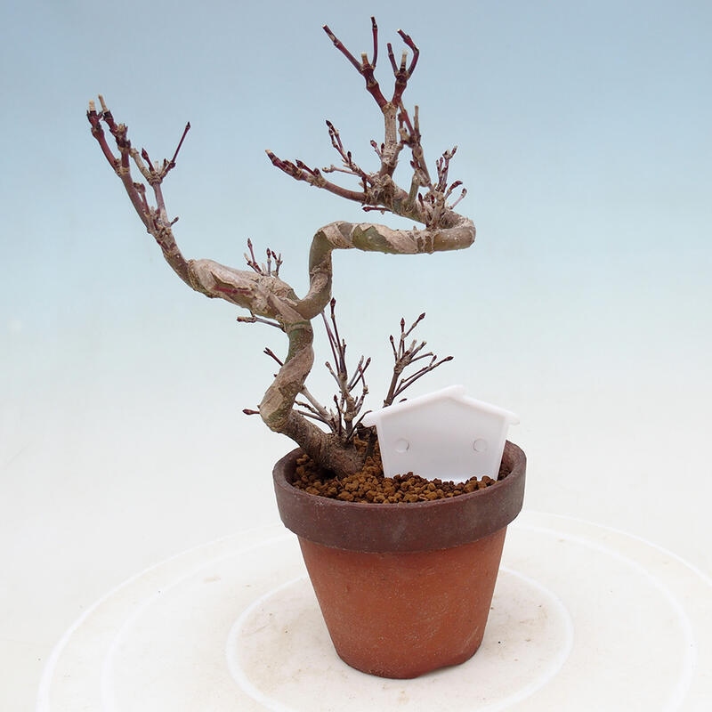 Outdoor bonsai Acer palmatum - Maple palm