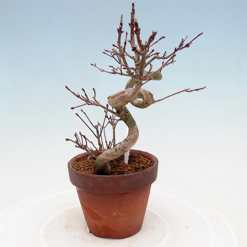 Outdoor bonsai Acer palmatum - Maple palm