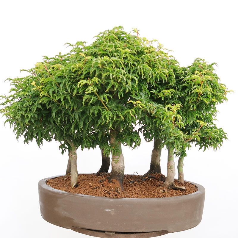 Outdoor bonsai - Acer palmatum SHISHIGASHIRA- Small-leaved maple-forest