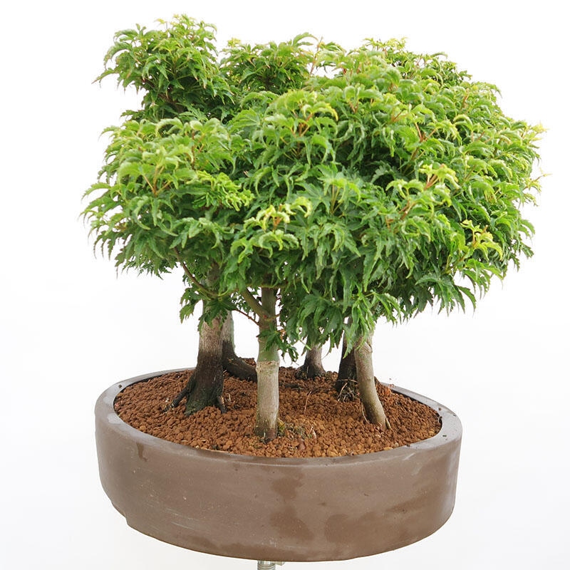 Outdoor bonsai - Acer palmatum SHISHIGASHIRA- Small-leaved maple-forest