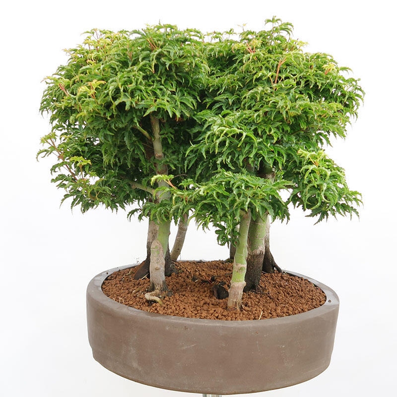 Outdoor bonsai - Acer palmatum SHISHIGASHIRA- Small-leaved maple-forest