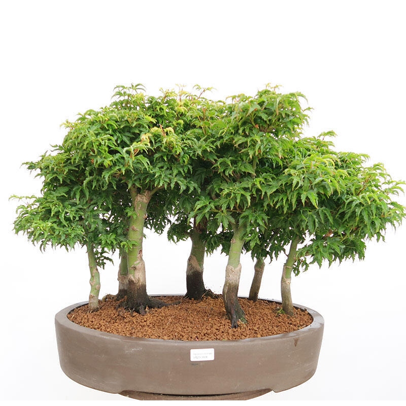 Outdoor bonsai - Acer palmatum SHISHIGASHIRA- Small-leaved maple-forest