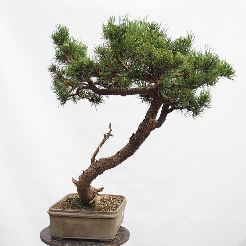 Outdoor bonsai - Mud pine - Pinus uncinata