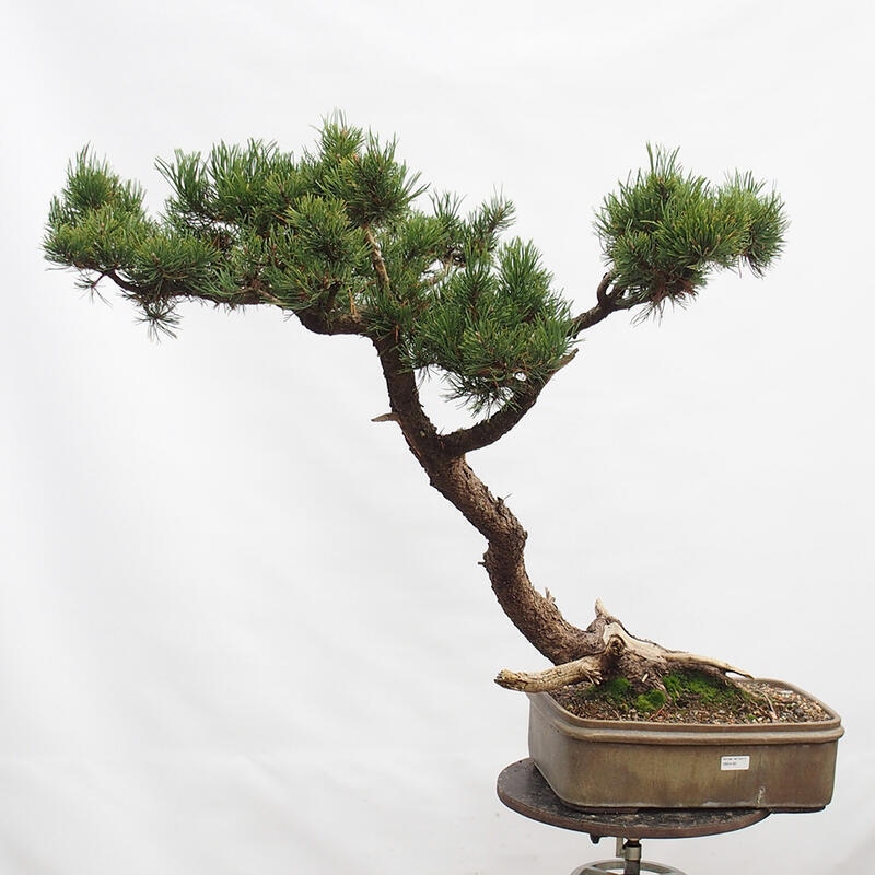 Outdoor bonsai - Mud pine - Pinus uncinata