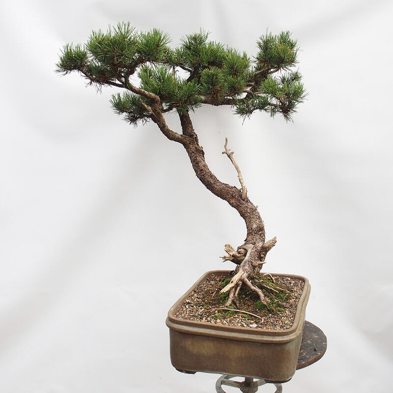 Outdoor bonsai - Mud pine - Pinus uncinata