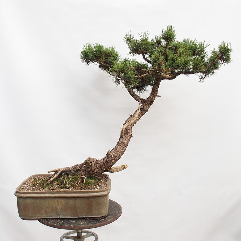 Outdoor bonsai - Mud pine - Pinus uncinata