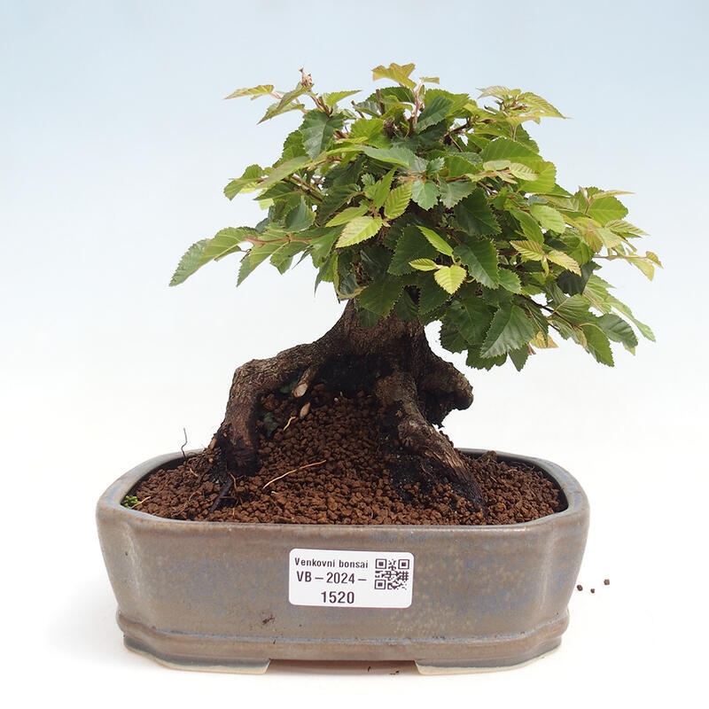 Outdoor bonsai -Carpinus CARPINOIDES - Korean Hornbeam