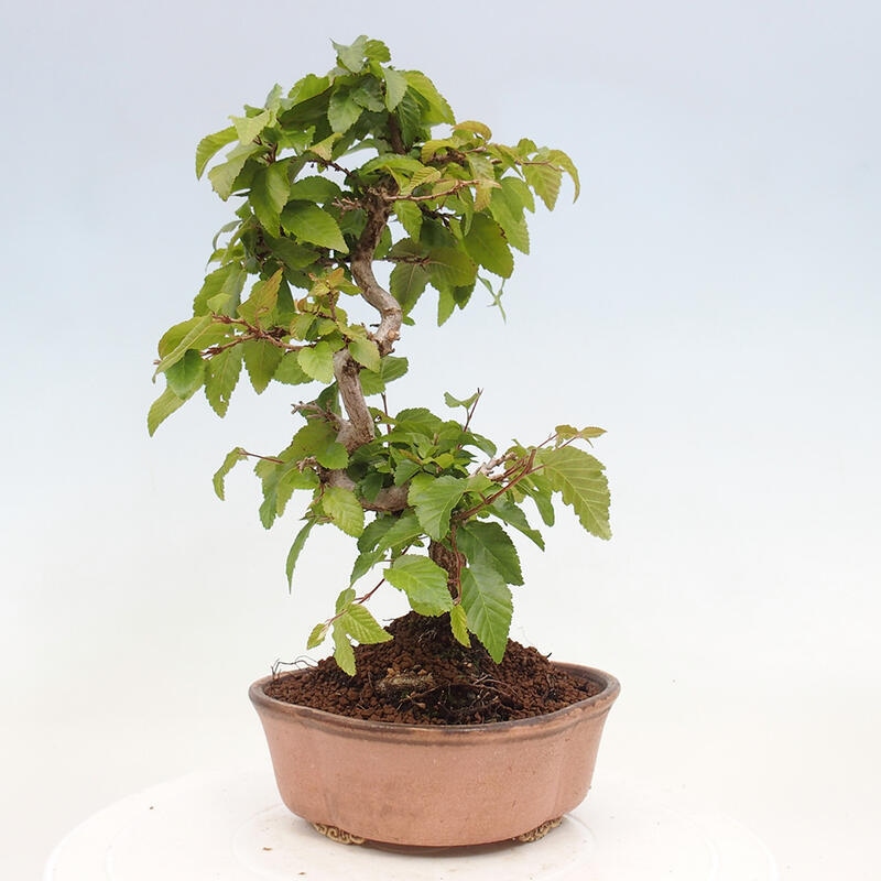 Outdoor bonsai -Carpinus CARPINOIDES - Korean hornbeam