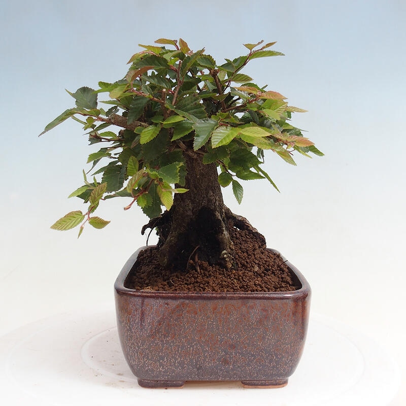 Outdoor bonsai -Carpinus CARPINOIDES - Korean Hornbeam