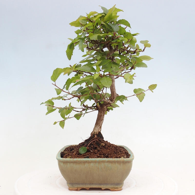 Outdoor bonsai -Carpinus CARPINOIDES - Korean hornbeam