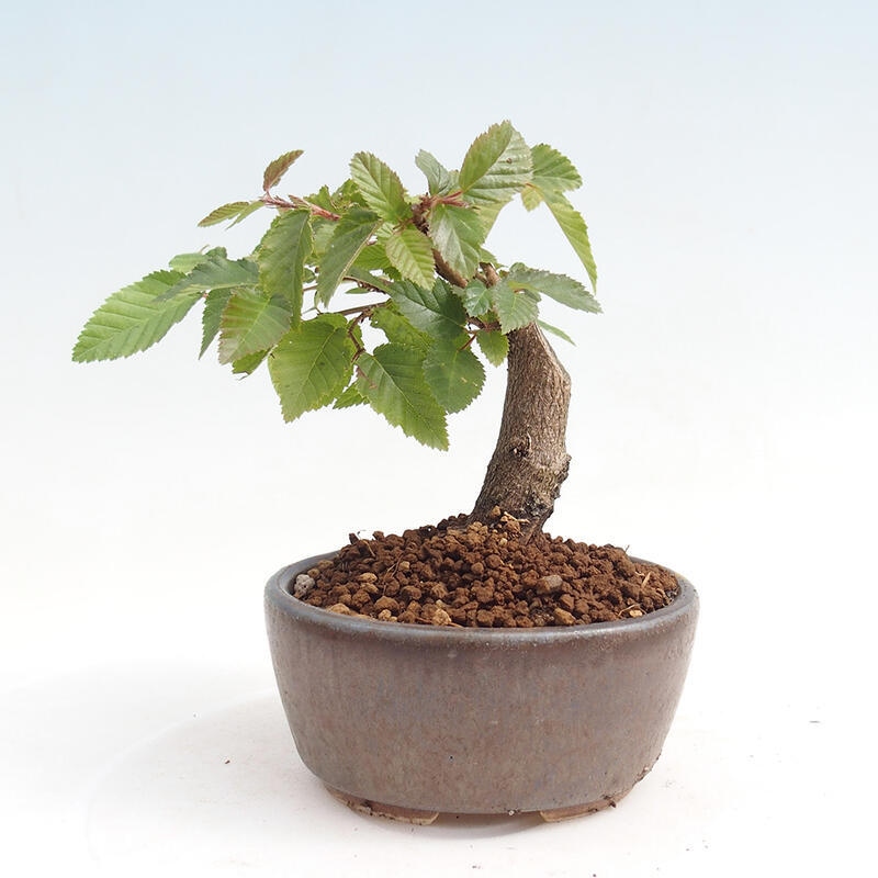 Outdoor bonsai -Carpinus CARPINOIDES - Korean Hornbeam