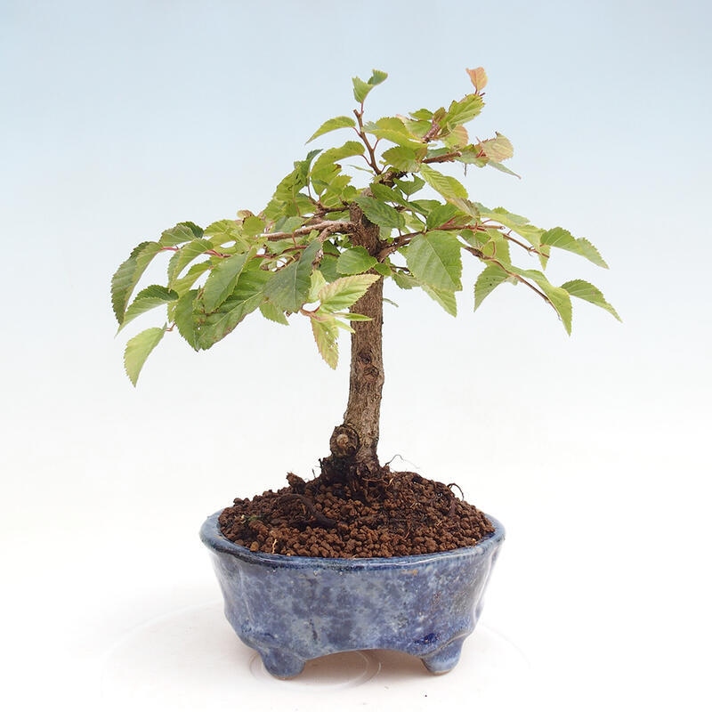 Outdoor bonsai -Carpinus CARPINOIDES - Korean Hornbeam