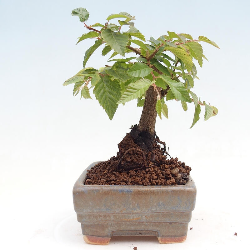 Outdoor bonsai -Carpinus CARPINOIDES - Korean Hornbeam