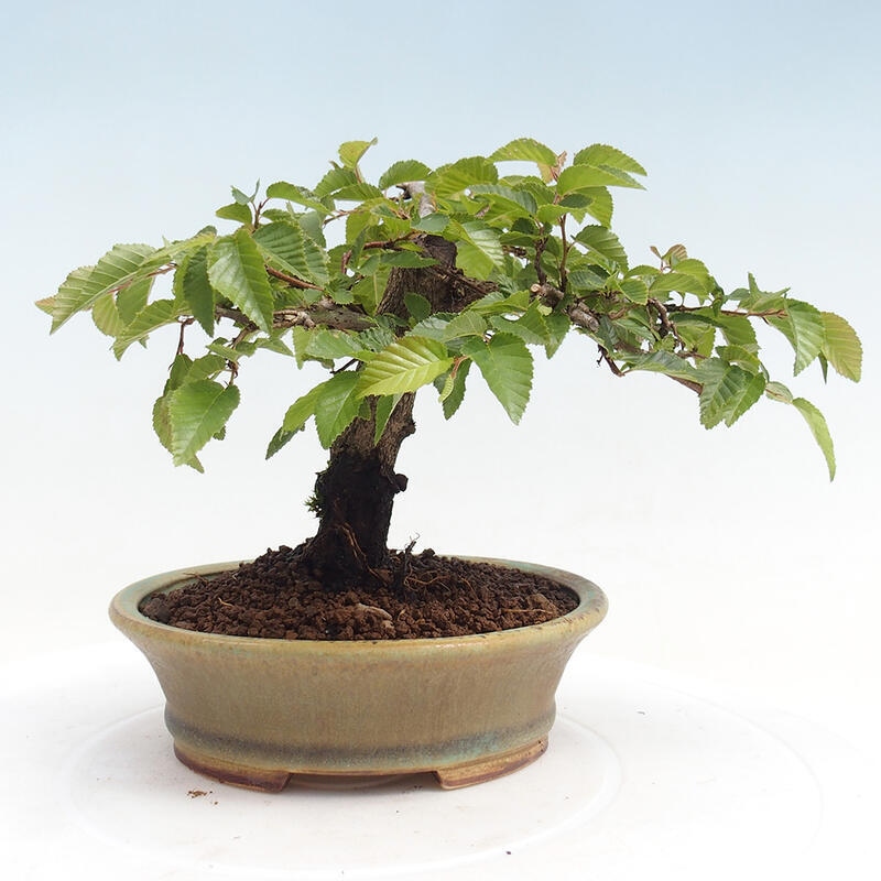 Outdoor bonsai -Carpinus CARPINOIDES - Korean Hornbeam