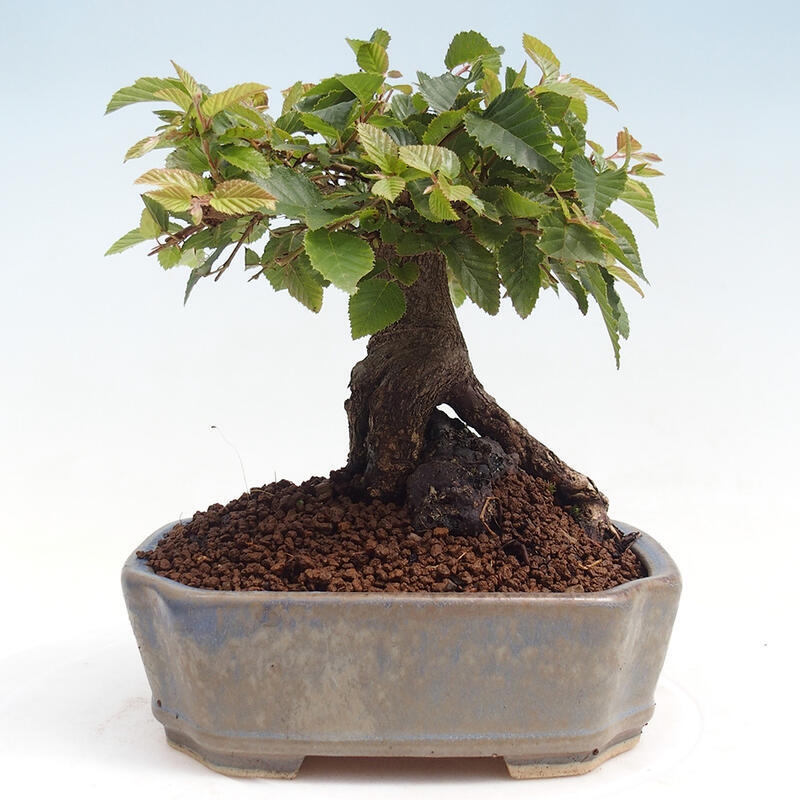 Outdoor bonsai -Carpinus CARPINOIDES - Korean Hornbeam