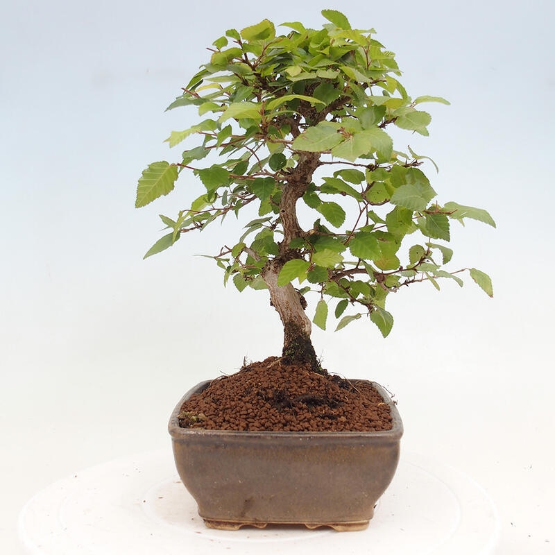 Outdoor bonsai -Carpinus CARPINOIDES - Korean hornbeam