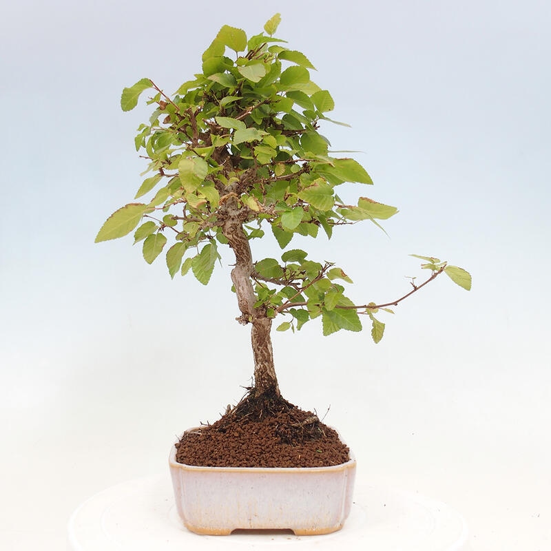 Outdoor bonsai -Carpinus CARPINOIDES - Korean hornbeam