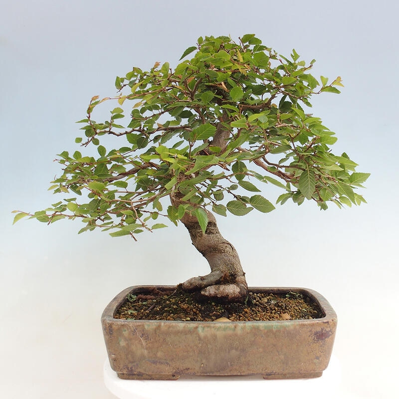 Outdoor bonsai -Carpinus CARPINOIDES - Korean Hornbeam