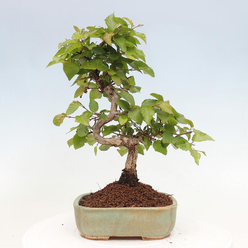 Outdoor bonsai -Carpinus CARPINOIDES - Korean hornbeam