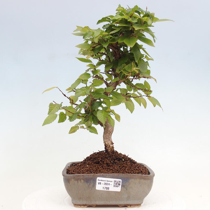 Outdoor bonsai -Carpinus CARPINOIDES - Korean hornbeam