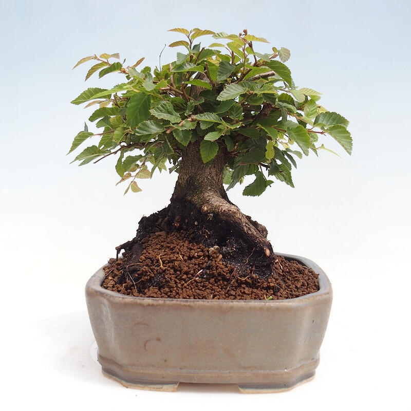 Outdoor bonsai -Carpinus CARPINOIDES - Korean Hornbeam