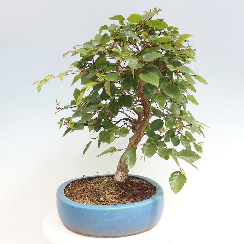 Outdoor bonsai -Carpinus CARPINOIDES - Korean Hornbeam