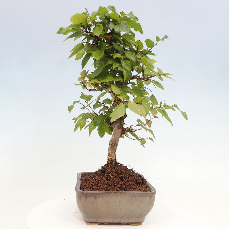 Outdoor bonsai -Carpinus CARPINOIDES - Korean hornbeam