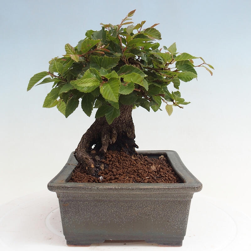 Outdoor bonsai -Carpinus CARPINOIDES - Korean Hornbeam