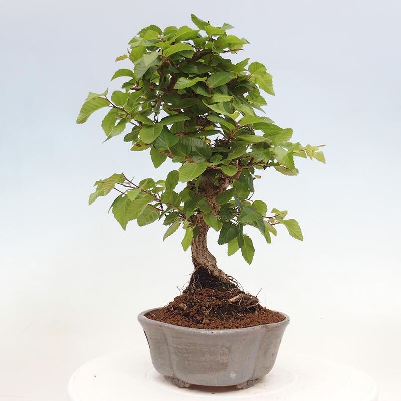 Outdoor bonsai -Carpinus CARPINOIDES - Korean hornbeam