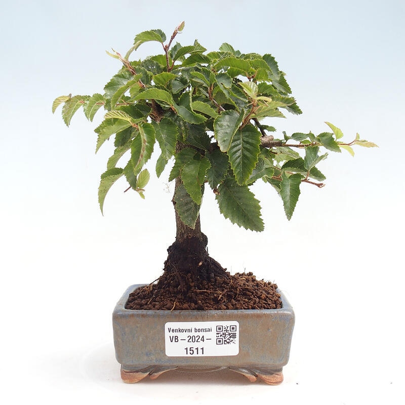 Outdoor bonsai -Carpinus CARPINOIDES - Korean Hornbeam