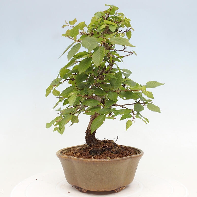 Outdoor bonsai -Carpinus CARPINOIDES - Korean hornbeam