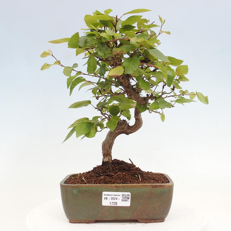 Outdoor bonsai -Carpinus CARPINOIDES - Korean hornbeam