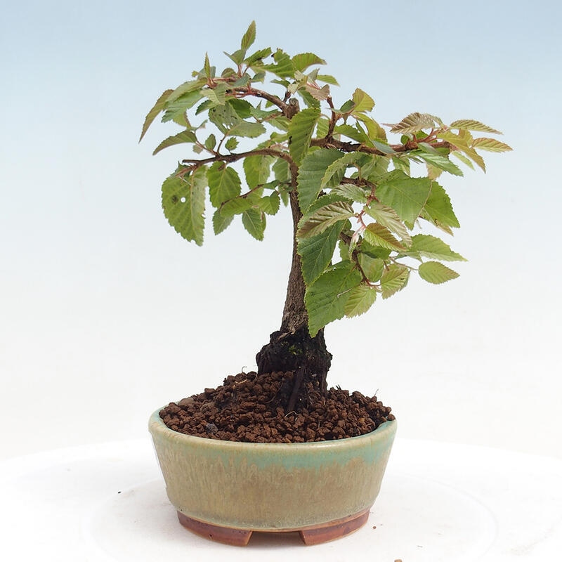 Outdoor bonsai -Carpinus CARPINOIDES - Korean Hornbeam