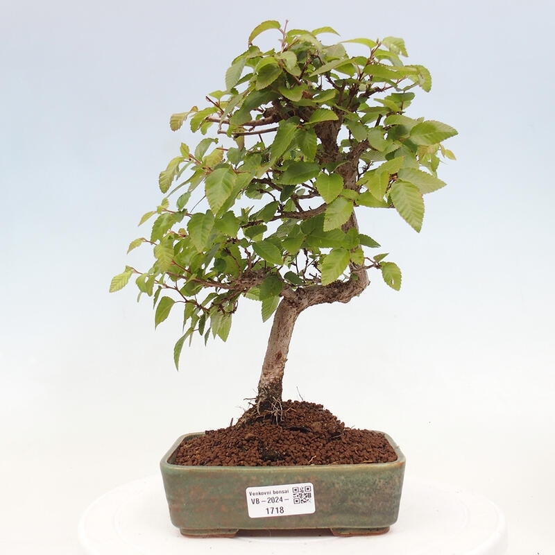 Outdoor bonsai -Carpinus CARPINOIDES - Korean hornbeam