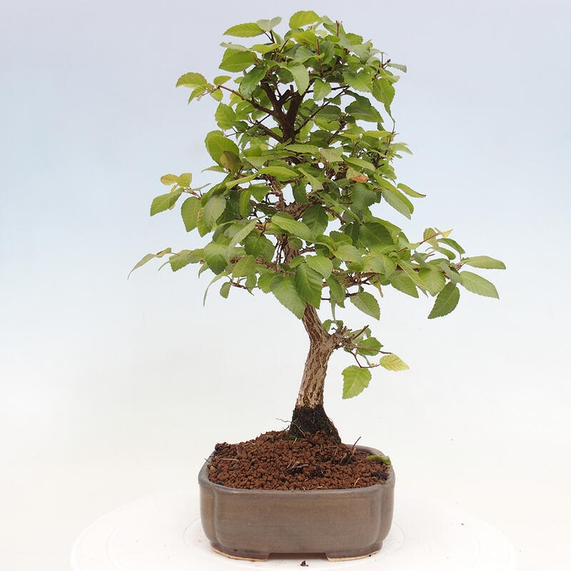 Outdoor bonsai -Carpinus CARPINOIDES - Korean hornbeam