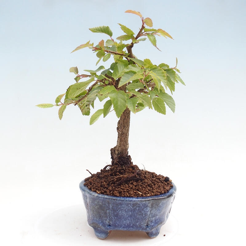 Outdoor bonsai -Carpinus CARPINOIDES - Korean Hornbeam