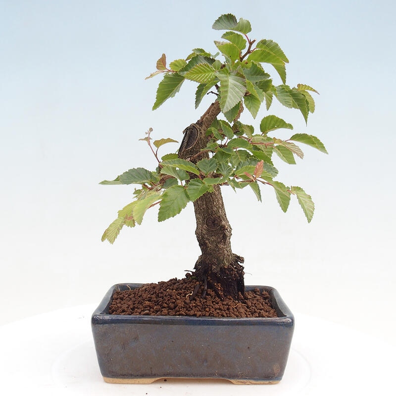 Outdoor bonsai -Carpinus CARPINOIDES - Korean Hornbeam